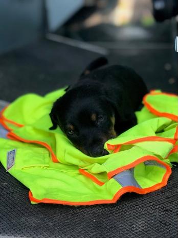 puppy laying on a hi-res vest